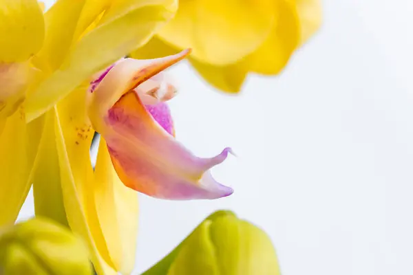 Trois fleurs d'orchidée d'or avec tige sur fond blanc . — Photo