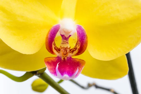 Trois fleurs d'orchidée d'or avec tige sur fond blanc . — Photo