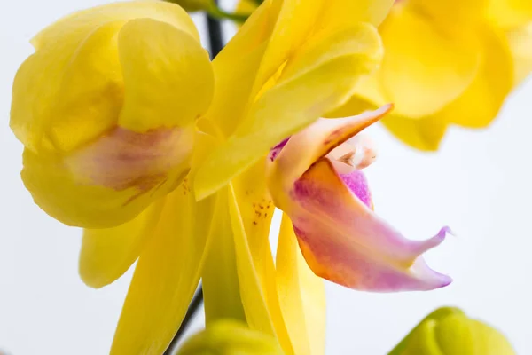 Trois fleurs d'orchidée d'or avec tige sur fond blanc . — Photo