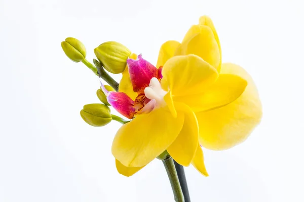 Trois fleurs d'orchidée d'or avec tige sur fond blanc . — Photo