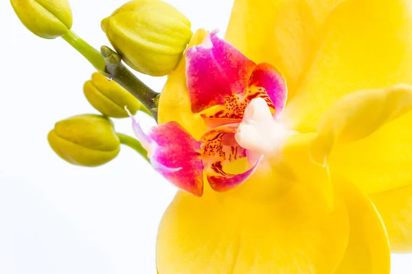 Tres flores de orquídea doradas con tallo sobre fondo blanco . — Foto de Stock