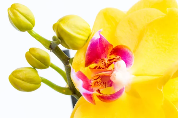 Três flores de orquídea de ouro com haste no fundo branco — Fotografia de Stock