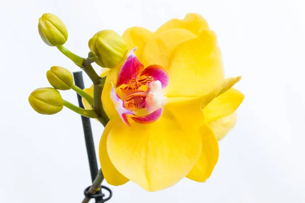 Three gold orchid flowers with stem on white background — Stock Photo, Image