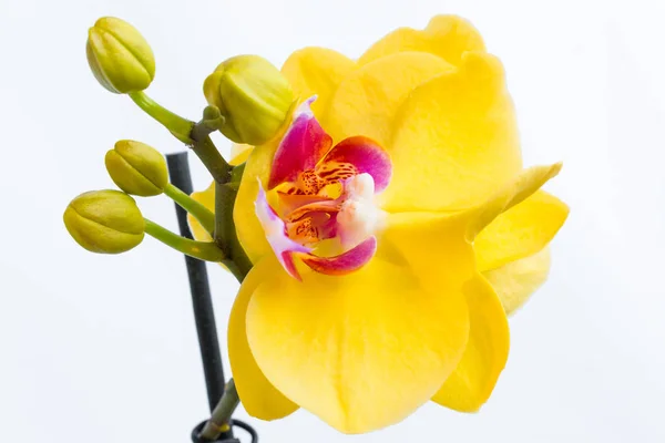 Trois fleurs d'orchidée d'or avec tige sur fond blanc — Photo