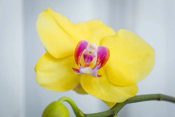 Três flores de orquídea de ouro com haste no fundo branco — Fotografia de Stock