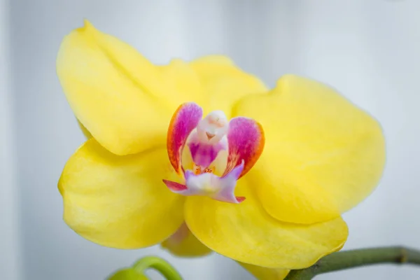 Trois fleurs d'orchidée d'or avec tige sur fond blanc — Photo