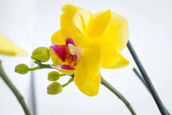 Trois fleurs d'orchidée d'or avec tige sur fond blanc — Photo