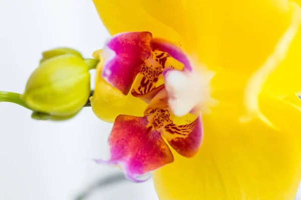 Trois fleurs d'orchidée d'or avec tige sur fond blanc — Photo