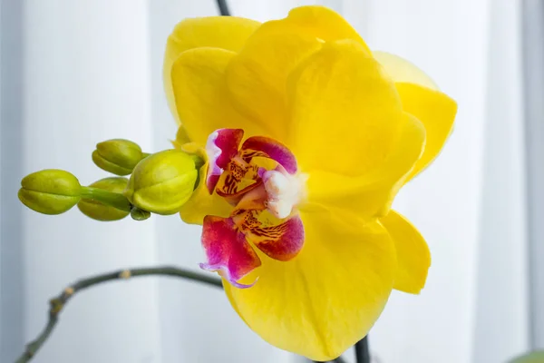 Trois fleurs d'orchidée d'or avec tige sur fond blanc — Photo