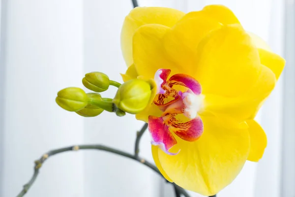 Trois fleurs d'orchidée d'or avec tige sur fond blanc — Photo