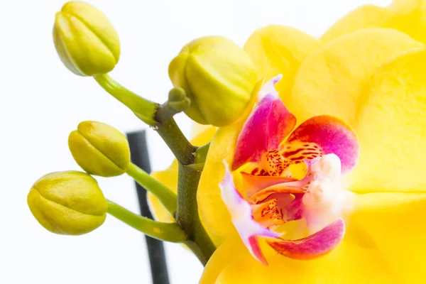 Trois fleurs d'orchidée d'or avec tige sur fond blanc — Photo