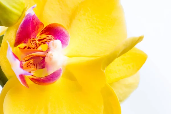 Három arany orchidea virágok szár fehér háttér. — Stock Fotó