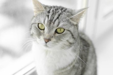 Beyaz arka planda izole edilmiş küçük gri kedi yavrusu