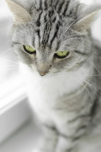 Pequeño gatito gris aislado sobre fondo blanco — Foto de Stock