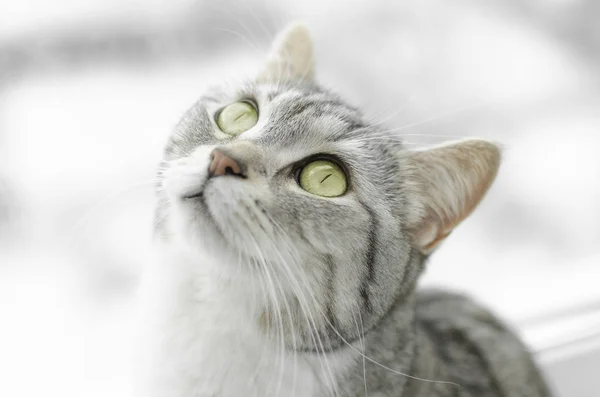 Pequeno gatinho cinza isolado no fundo branco — Fotografia de Stock