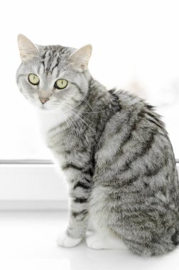 Beyaz arka planda izole edilmiş küçük gri kedi yavrusu