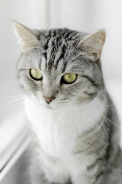 Beyaz arka planda izole edilmiş küçük gri kedi yavrusu