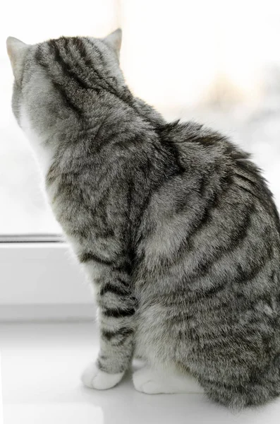 Pequeño gatito gris aislado sobre fondo blanco —  Fotos de Stock