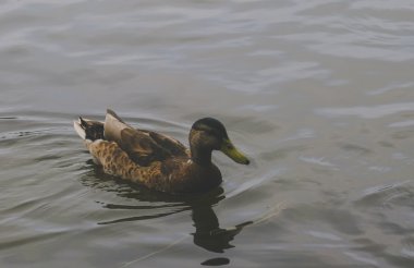 nehirde yüzen yalnız bir ördek