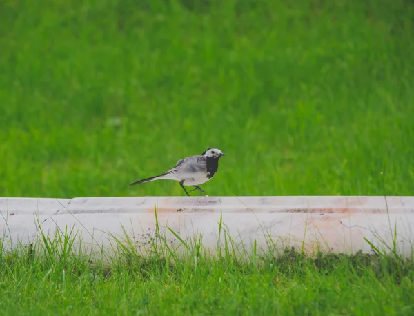 Vacker fågel Sädesärla — Stockfoto