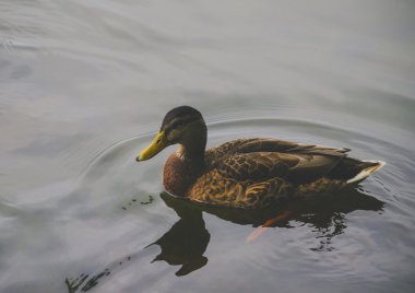 ördek yüzer su kürek bacaklar ile dokuma ayaklar