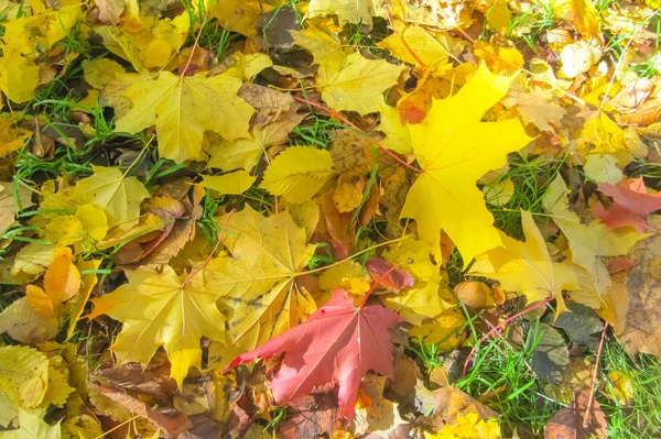 Jesienią żółte liście dębu spadły z drzew — Zdjęcie stockowe