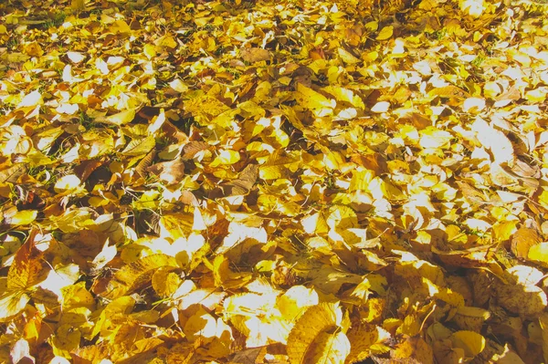Jesień, sporo żółty liść na ziemi — Zdjęcie stockowe