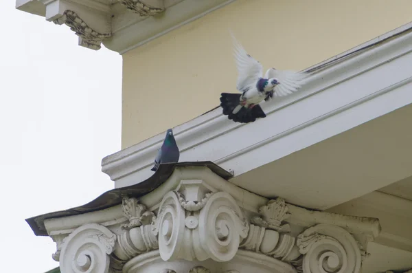 Two pigeons on the cornice of a white dove flying black sits with folded wings. — Stock Photo, Image