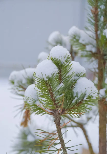 Pinheiro coberto de neve — Fotografia de Stock
