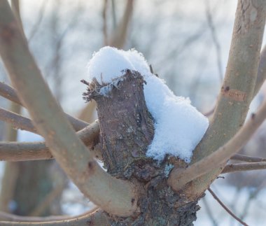  bir kar şapkası ile Bush kesilmiş