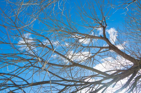 Contra el cielo en las ramas de invierno de un sauce de árbol — Foto de Stock