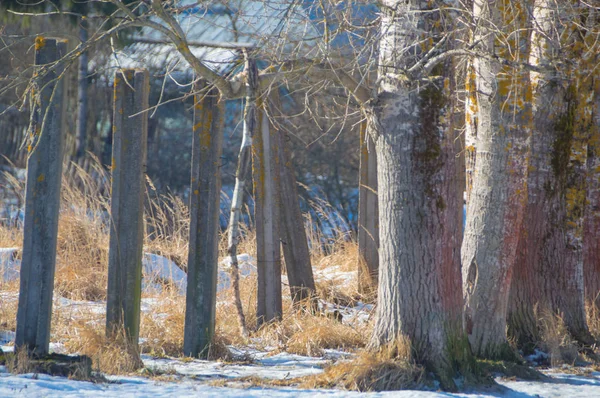 Pilares de concreto que se movem para as árvores com a neve no inverno termo — Fotografia de Stock