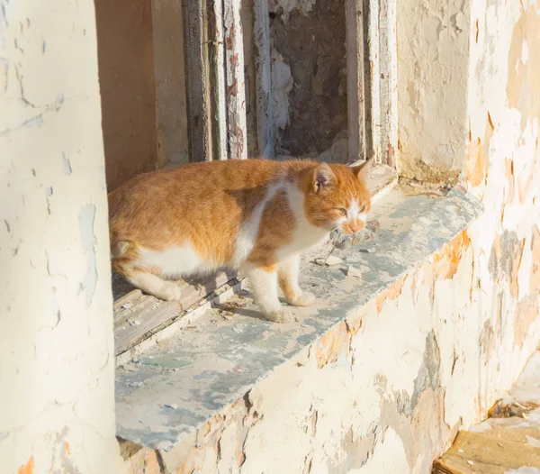 Da velha casa vai sujo gato de gengibre abandonado . — Fotografia de Stock