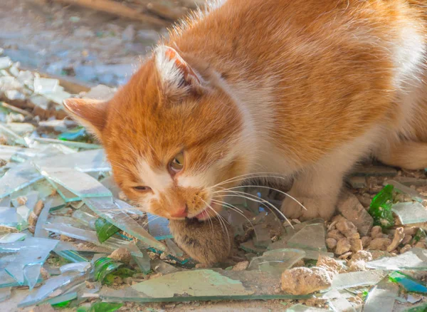 Nas mandíbulas de um gato pegou o mouse, roedor comendo — Fotografia de Stock