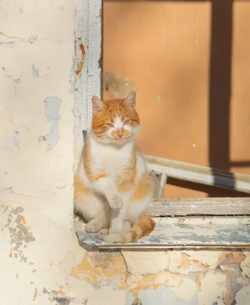 No dia de um verão, um gato selvagem se banha ao sol sentado na janela de uma casa abandonada — Fotografia de Stock