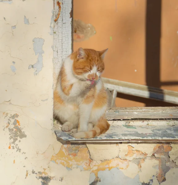 Gato laranja sentado na janela de uma casa velha em um dia ensolarado — Fotografia de Stock