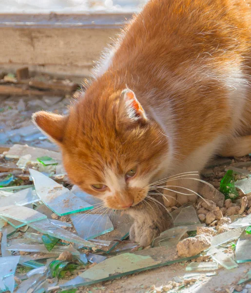 Gato vermelho come um mouse pego em uma casa abandonada — Fotografia de Stock