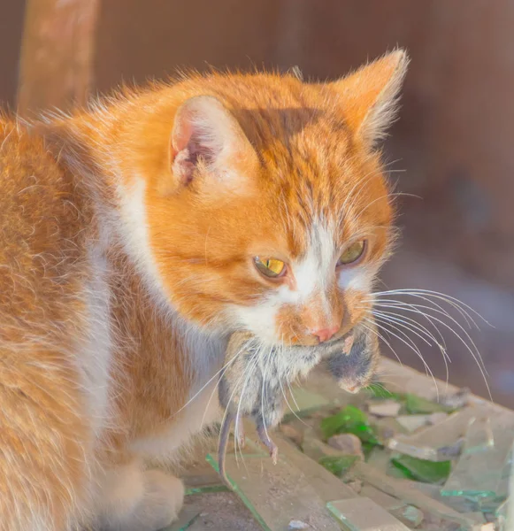 Gato vermelho come um mouse pego em uma casa abandonada — Fotografia de Stock