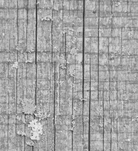 Černá a bílá, pozadí, struktura dřeva popraskané textury. — Stock fotografie