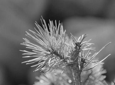 siyah ve beyaz, closeup ağaç bir güneşli gün, doku sokakta
