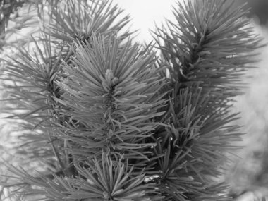 siyah ve beyaz, closeup ağaç bir güneşli gün, doku sokakta