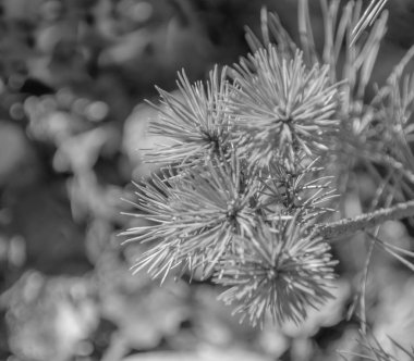 siyah ve beyaz, doku, arka plan, bir Su sokakta ağaçta