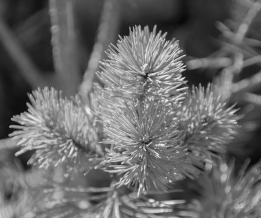 güneşli bir siyah ve beyaz, doku, Ladin sokak.