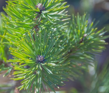 doku, arka plan, güneşli bir sokakta ağaç.