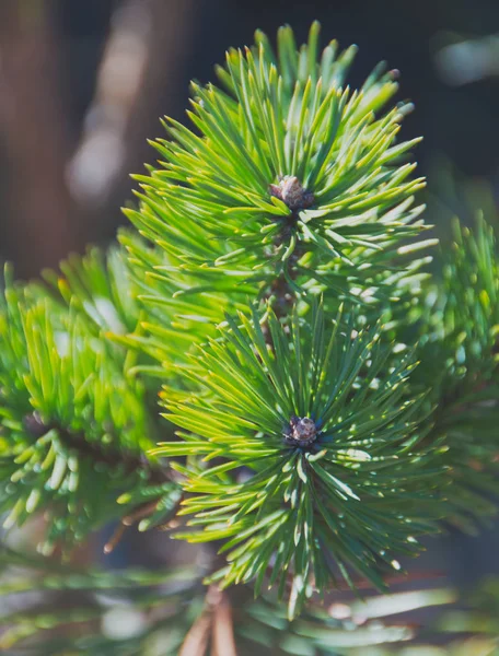 Die Textur, der Weihnachtsbaum auf der Straße an einem sonnigen Tag. — Stockfoto