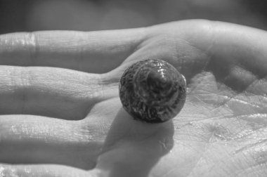 siyah ve beyaz, onun elinde salyangoz kabuğu.