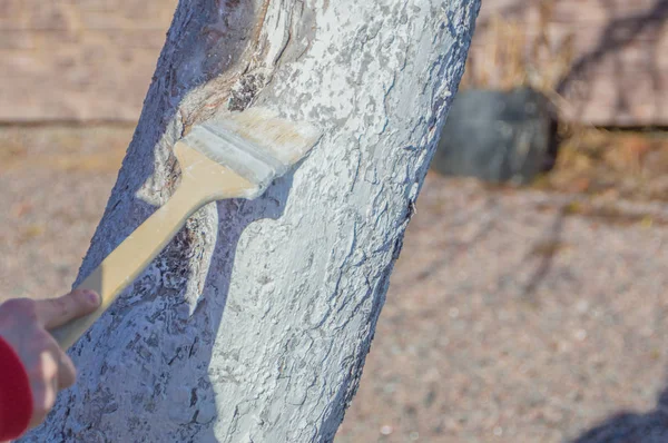 Um tronco de árvore em tinta branca, protegendo os carros do sol no — Fotografia de Stock