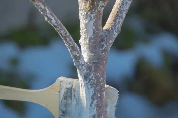 Een boomstam in witte verf, bescherming kar. — Stockfoto