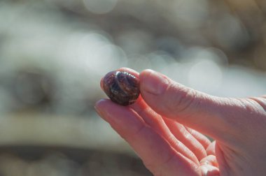 bir salyangoz kabuğu elinde.