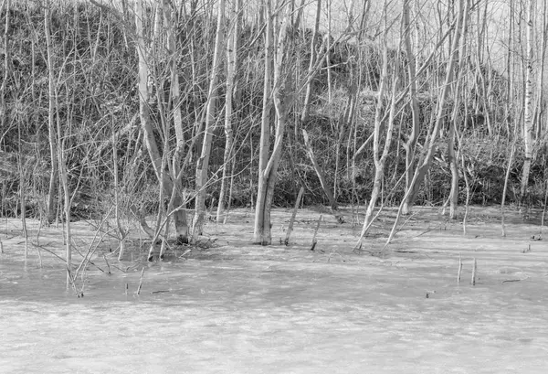 Preto e branco, em pessoas comuns perto da costa são árvore congelada — Fotografia de Stock